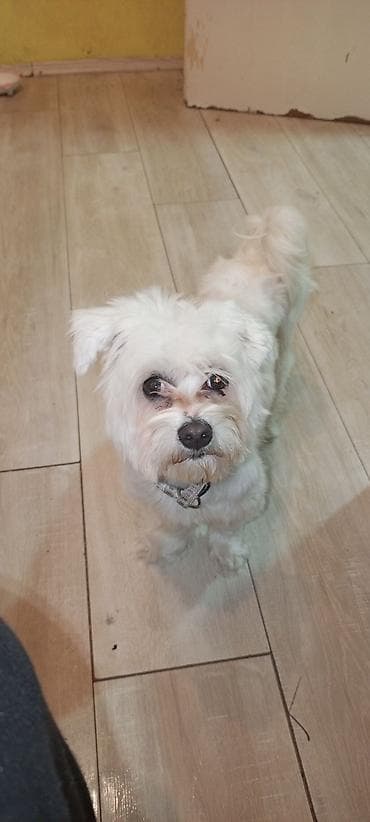 pas pomeranac slike: Mali pas rase tipa maltez (beli), teška 3 kg ne raste više ima god — 5