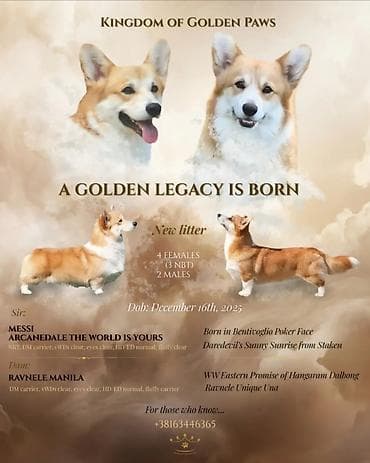 japanski psi: Kingdom of Golden Paws, odgajivačnica Velškog Korgija Pembrok — 6