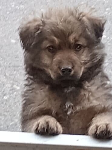 psi za dvoriste prodaja: Štenci mešanca – šarmantni mali medvedići - Leglo preslatkih štenaca — 4