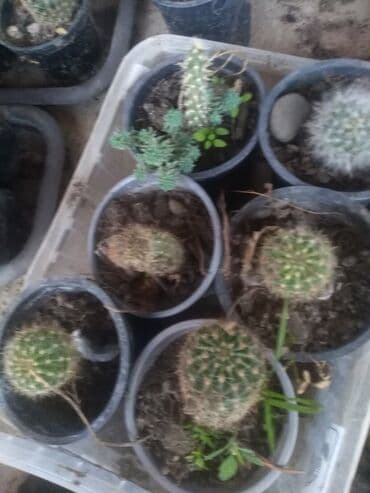 decije sobe za devojcice: Kaktusi — 4