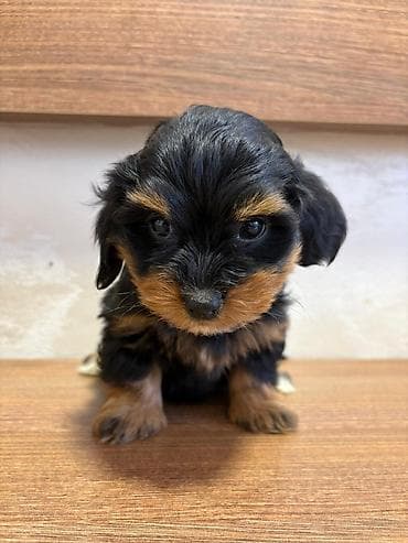 cau cau beli: Odgajivacnica Havanskih bisona Cuba Cotton Club predstavlja novo — 5