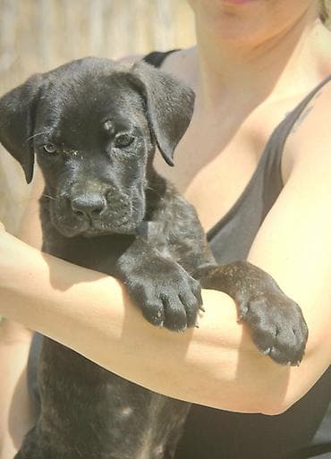 Dogs: Cane Corso štenci U ponudi veoma perspektivni štenci iz različitih — 1
