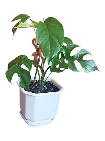 plafonski lusteri za dnevnu sobu: Monstera adansonii (Swiss Cheese Plant) u saksiji 12cm - Sobna biljka — 1