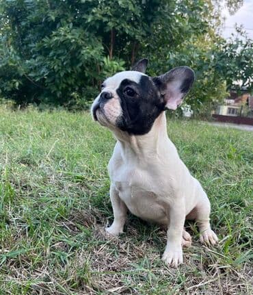 francuski buldog plavi cena: Dostupni štenci francuskog buldoga oba pola, više legla u ponudi — 6