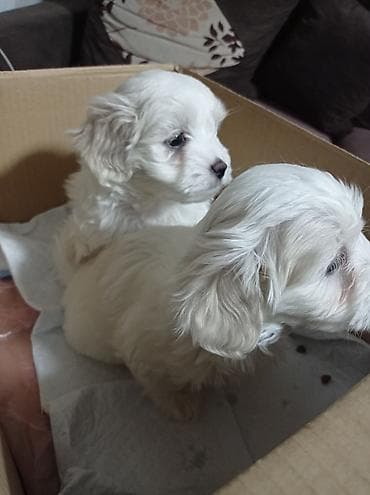 Dogs: Beli štenad maltezera - Rasa: maltezer (maltese) – kompaktan toy pas — 2