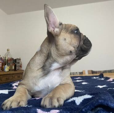 Dostupni vrhunski štenci francuskog buldoga Na raspolaganju jos dva