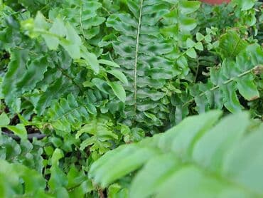 Other Houseplants: Filadendron Brazil sa prve i druge slike je 800, Palma Areca sa trece — 4