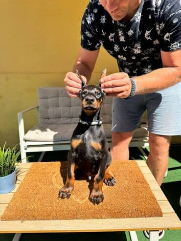 zlatni retriver odgajivacnica srbija: Doberman stenad. Ostenjeni su 28.06.2025. Spremni su za preuzimanje — 1
