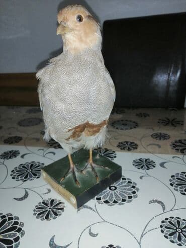 Preparirana ptica — 14