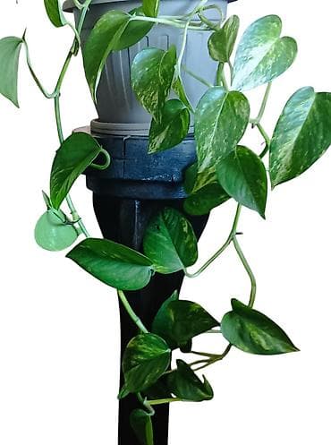 kucno cvece: Zlatna puzavica (Epipremnum aureum) u saksiji prečnika 20cm, dužina — 2