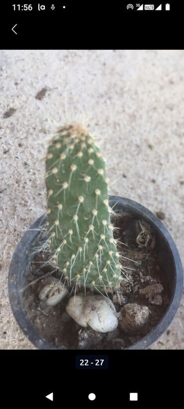 forma ideale ormari za sobu: Kaktusi — 5