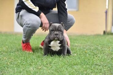 mali psi za udomljavanje: Dostupni stenci american bully Starosti 4 meseca Primili sve vakcine — 2