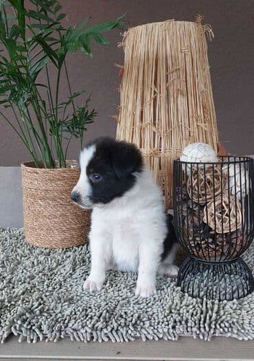 beli doberman cena: Border koli/collie štenci. Vakcinisani i očišćeni od parazita, 2 — 3