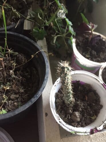 aloja kaktus: Kaktusi 100 dinara — 7