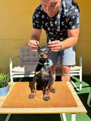 zlatni retriver odgajivacnica srbija: Doberman stenad. Ostenjeni su 28.06.2025. Spremni su za preuzimanje — 2