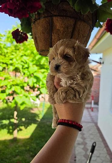 psi štenci: Savrseni maltipoo bebani spremni su za preuzimanje. Jako malog rasta — 6