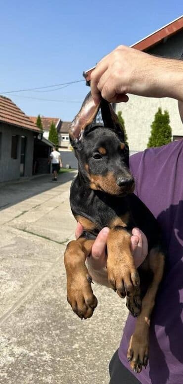 mini psi za stan: Stenci dobermana vrhunskog porekla za rezervaciju Rodjeni 23.07.2023 — 2