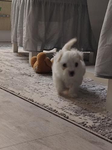 trazi se pas: Rasa: mali, bele dlake, pahuljast pas pratilac (tipičan za toy/mini — 1