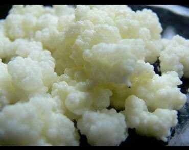 Žitarice, brašno, šećer: Zrnca za pravljenje mlečnog kefira. U ponudi količina za 1L mleka — 4