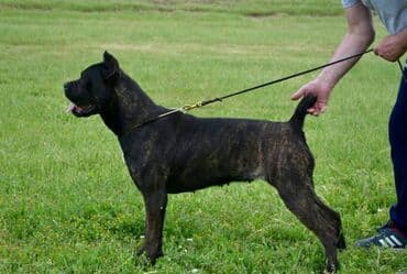psi koji trazi tartufe: Postanite vlasnik jednog od naših vrhunskih Cane Corso štenaca — 27