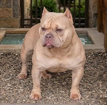 štene pomeranci na poklon: American Bully Ženka je stara 15 meseci, vrhunskog, izuzetnog porekla — 2