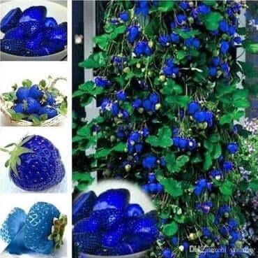 kontejnerske sadnice jagoda prodaja: Seme jagode više vrsta
Cena:650din/200 semenki — 3