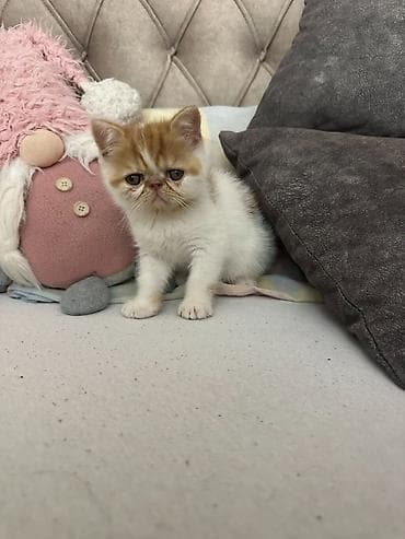 psići na poklon: Na prodaju mačići persijske egzotične (Exotic Shorthair) rase. Vrlo — 6