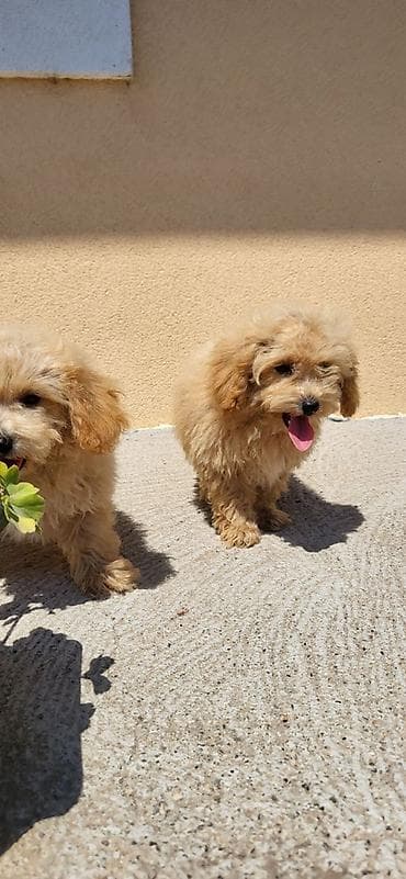 psi na poklon smederevo: Maltipoo-Bipooo Na prodaju stenci oba pola ostenjeni 01.05.2026.Majka — 4