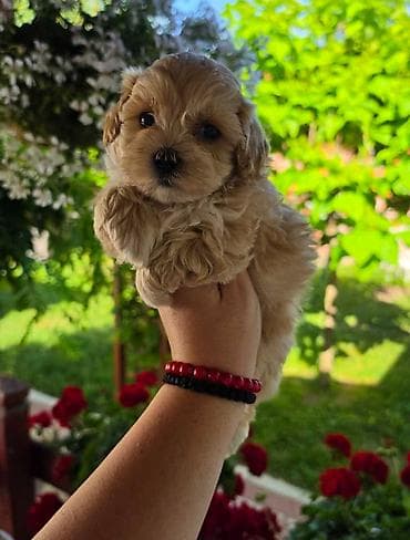 psi štenci: Savrseni maltipoo bebani spremni su za preuzimanje. Jako malog rasta — 4