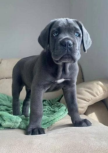 Ako tražite odanog i vernog prijatelja za vašu porodicu, obratite nam