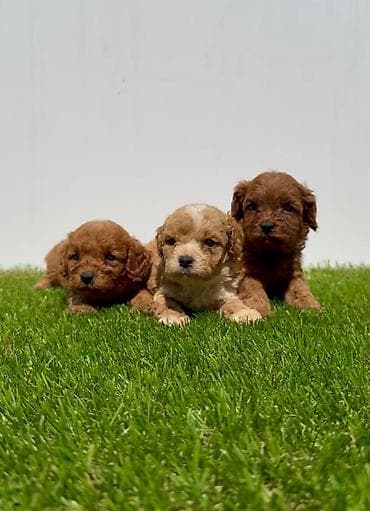 crvene pudle cena: Cavapoo-Kavapu (cavalier king charles spaniel + pudla) Cavapoo, u — 8