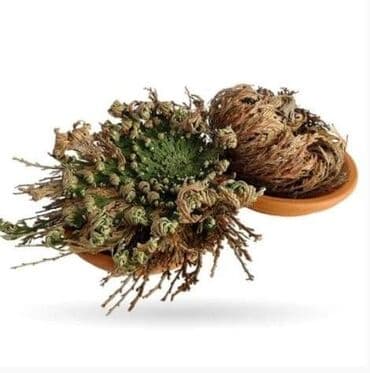 pustinjska ruza sadnice prodaja: Jerihonska ruža Cena:900din Ako ružu iz Jerihona stavite u običnu — 5