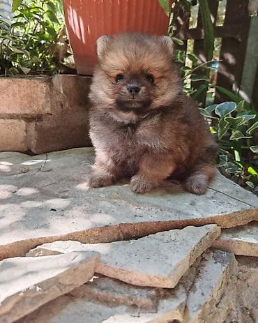rase pasa mali psi za stan na poklon: Pomeranski špic – štenad - Rasa: Pomeranac (Spitz) - Tip: sitni — 3
