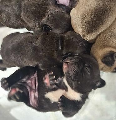 slike haskija: Štenci – kratkonosa rasa malog rasta (tip buldog/mops). Leglo više — 7