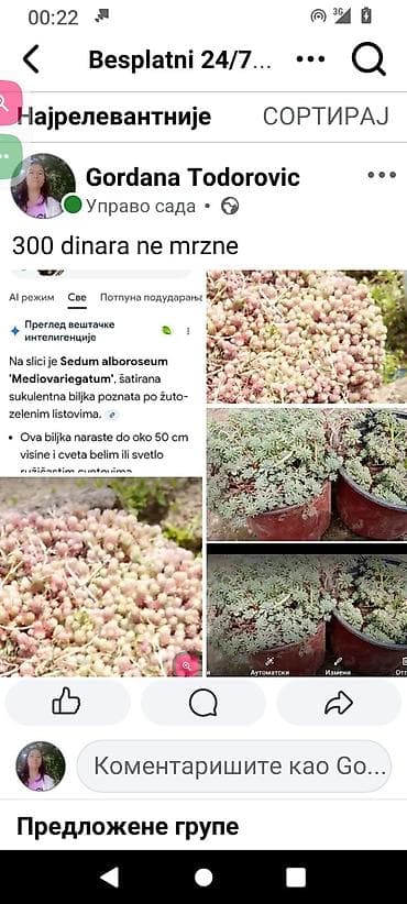 Sedum alboroseum ‘Mediovariegatum’ – šarena sukulentna pokrivačica