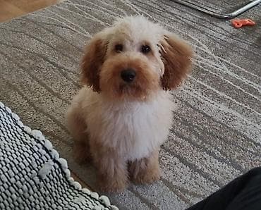 francuski buldog stene: Maltipo pudla štene od 4 meseca sa kovrdžavom, krem-breskva dlakom i — 1