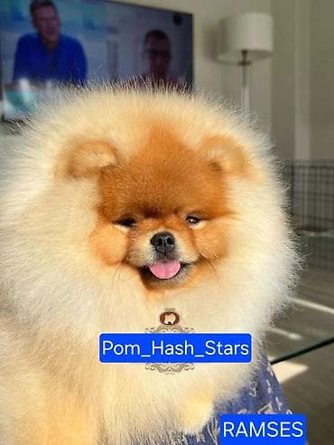 bison na prodaju: Najlepsi Pomeranci Boo samo u Pom_Hash_Starsu, bebe najkrace njuskice — 10