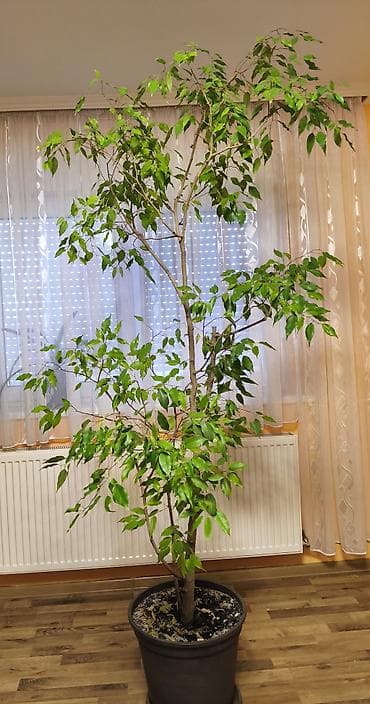 prodaja drva borca: Veliki sobni fikus benjamin (Ficus benjamina) u saksiji. - Visina — 1