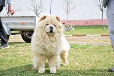 Psi: Cau cau Chow chow stenad najlepsi pokon za novogodisnje praznike otac — 8