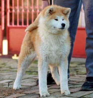 psi pomeranci na poklon: Akita Inu Registrovana odgajivačnica SAIKO NO INU KENNEL prodaje — 6