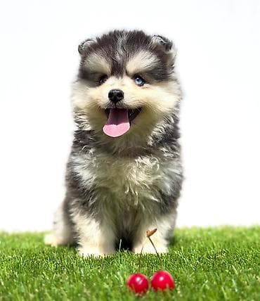 stenci na prodaju novi sad: Pomsky-pomski (pomeranac + haski) Pomsky mužjaci i ženke, u pitanju je — 3