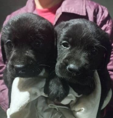 pudlice na prodaju: Labrador štenci na prodaju u žutoj i crnoj boji, oba pola u ponudi — 5