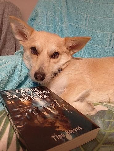 igre beograd: Knjiga: Šapice sa hladnog betona – Tina Horvat - Žanr: savremena — 4