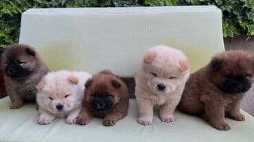 ovcarski psi: Na prodaju prelepi stenci rase Chow chow, ostenjeni 11.08.2024, cetiri — 1