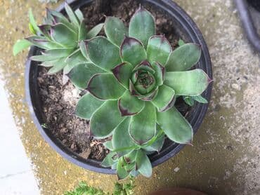 tea dolcezza solje: Cuvar kuce — 1