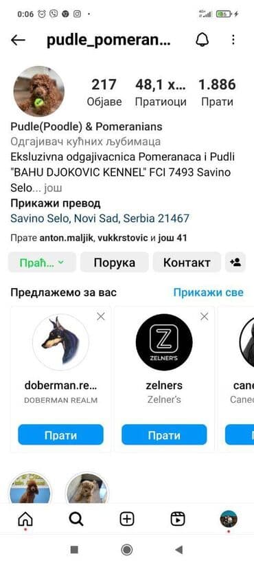 pomeranci prodaja srbija: Maltipoo vrhunske genetike u registrovanoj odgajivacnici Bahu Djokovic — 7