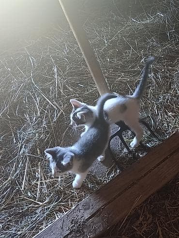 poklanjam pekinezera: Poklanjam dve mace, stare oko 2 meseca . Okolina Kragujevca — 3