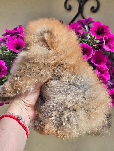 ovčari psi: Pomeranac Boo. Vrhunski, čistokrvni štenci pomeranca,medvedastog tipa — 8
