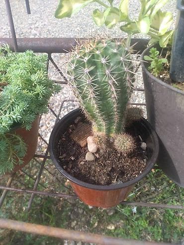 sobna vrata loznica cena: Kaktusi više vrsta dogovor — 1