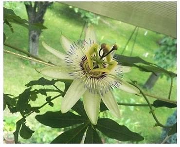 Cveće Hristov Venac Hristov venac Passiflora caerulea spada u red